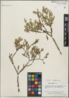 Foto von Salix lemmonii Bebb